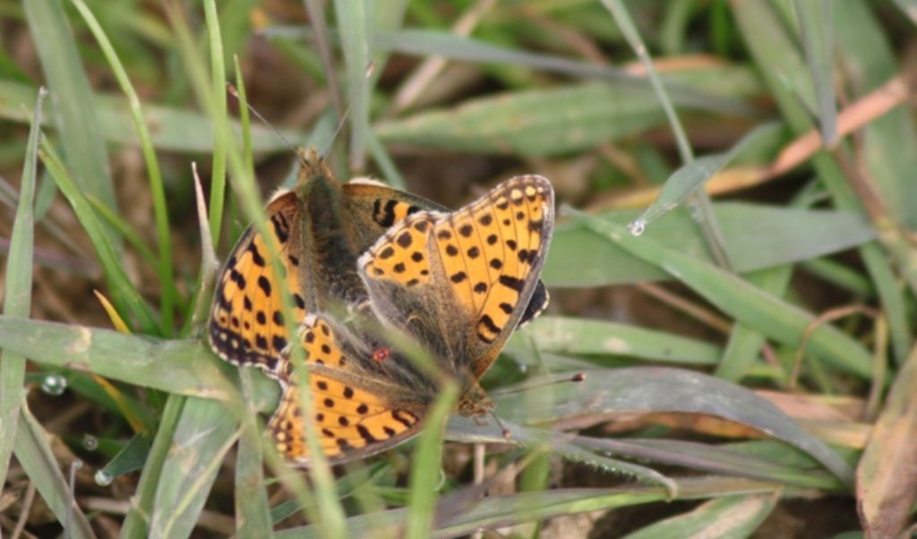 Accoppiamento di.... Melitae didyma?